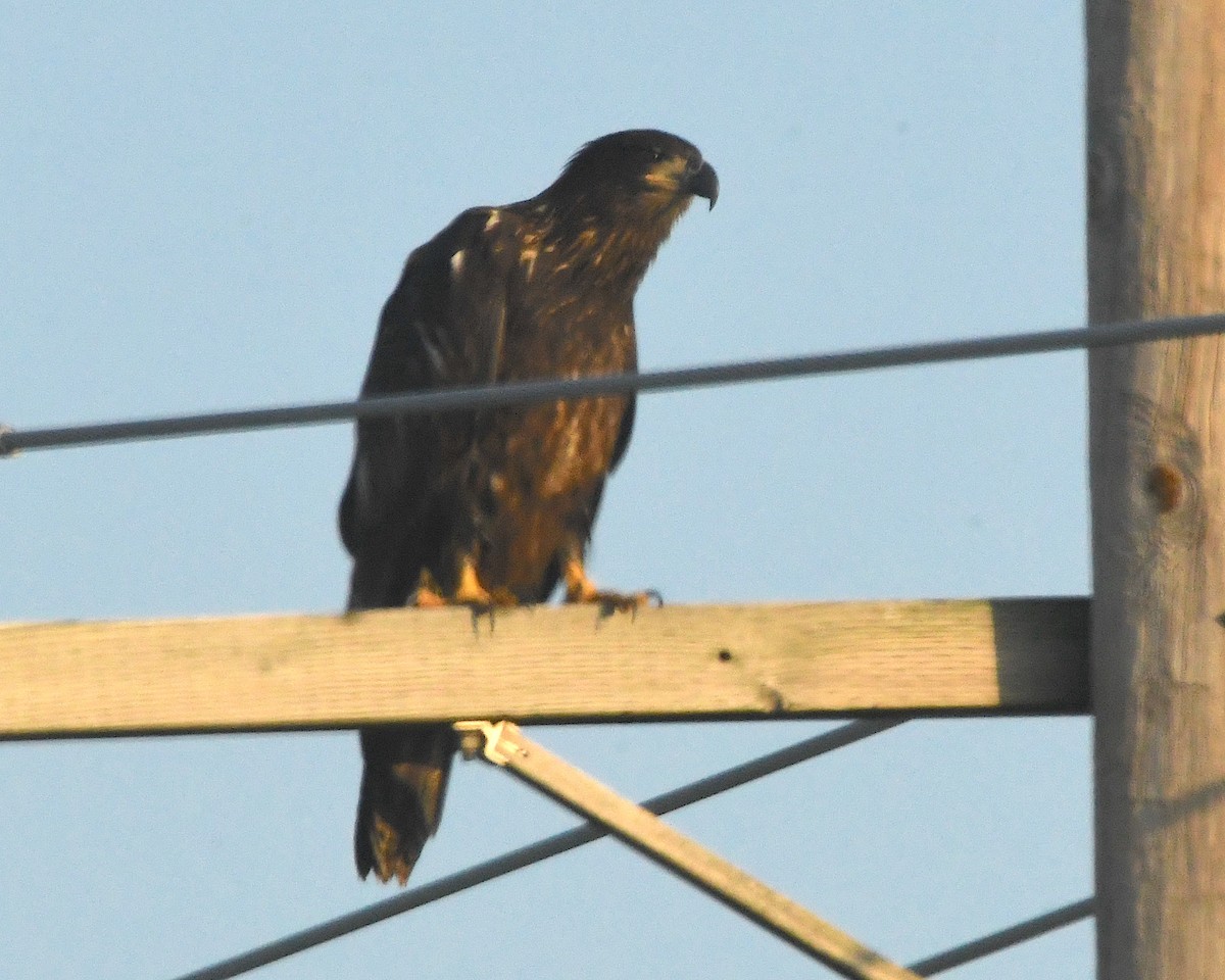 Bald Eagle - ML502236841