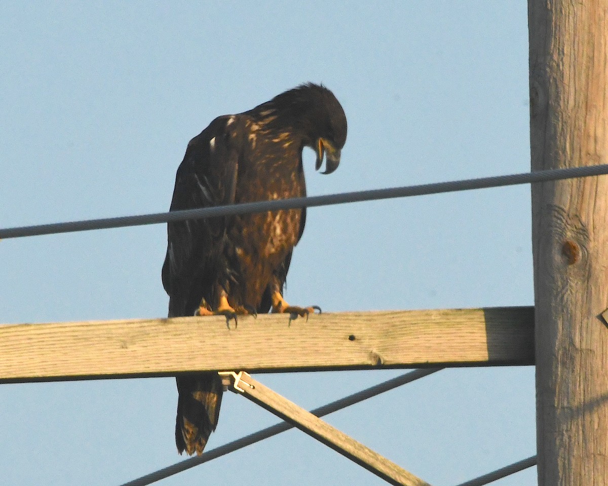 Weißkopf-Seeadler - ML502236911