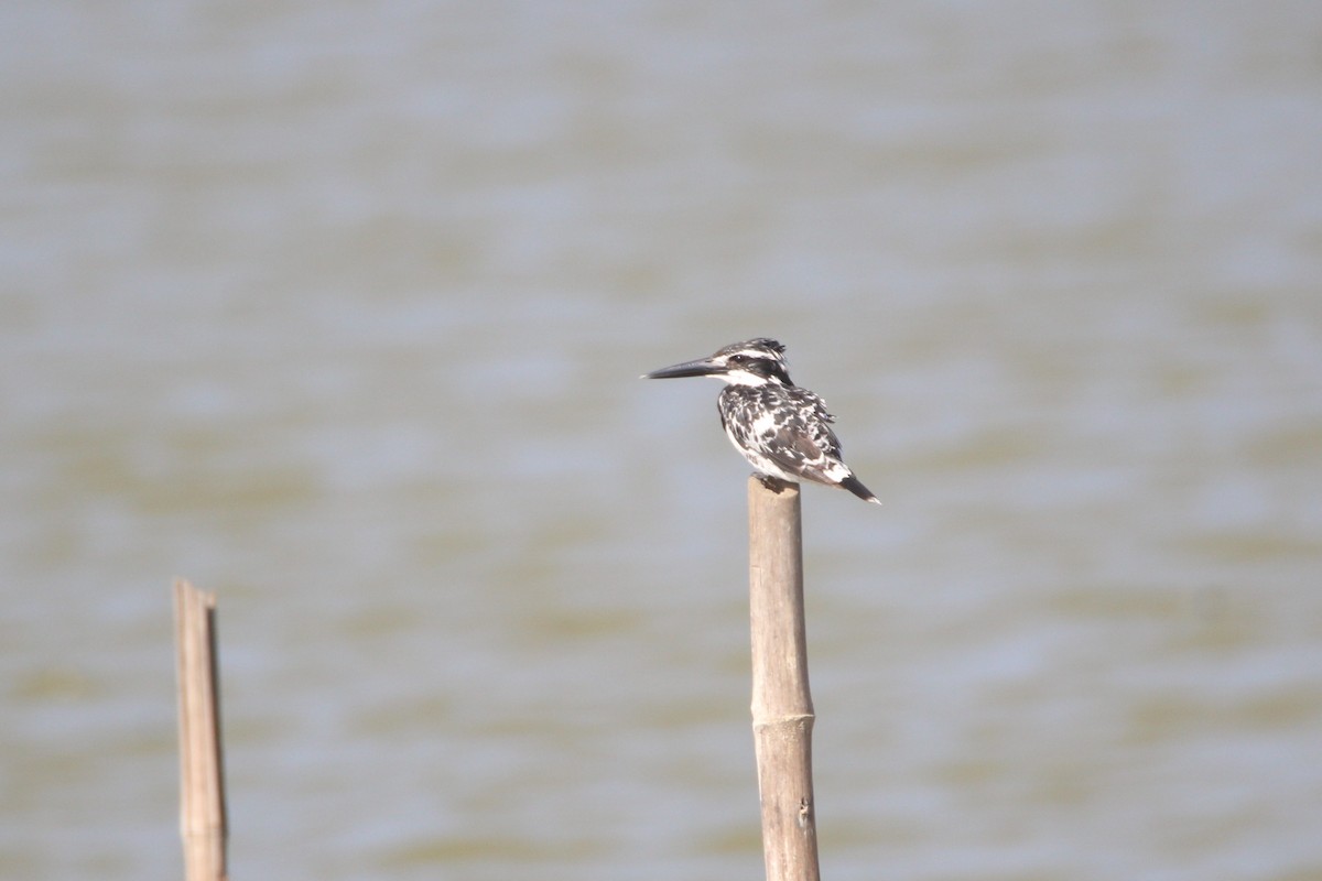 Pied Kingfisher - ML50223731