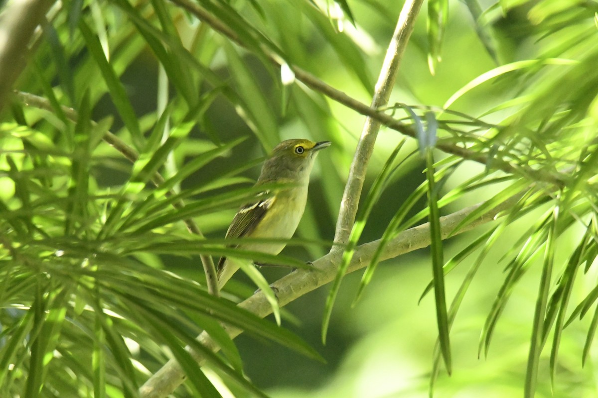 White-eyed Vireo - ML502238091