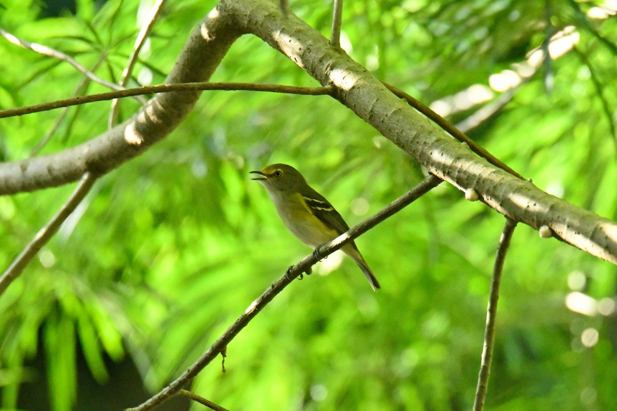 White-eyed Vireo - ML502238201