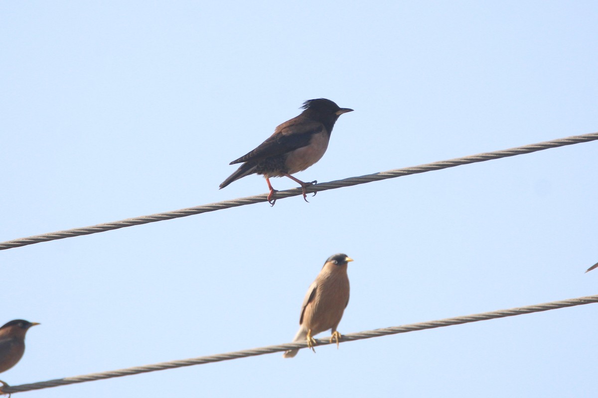 Rosy Starling - Nalini Aravind