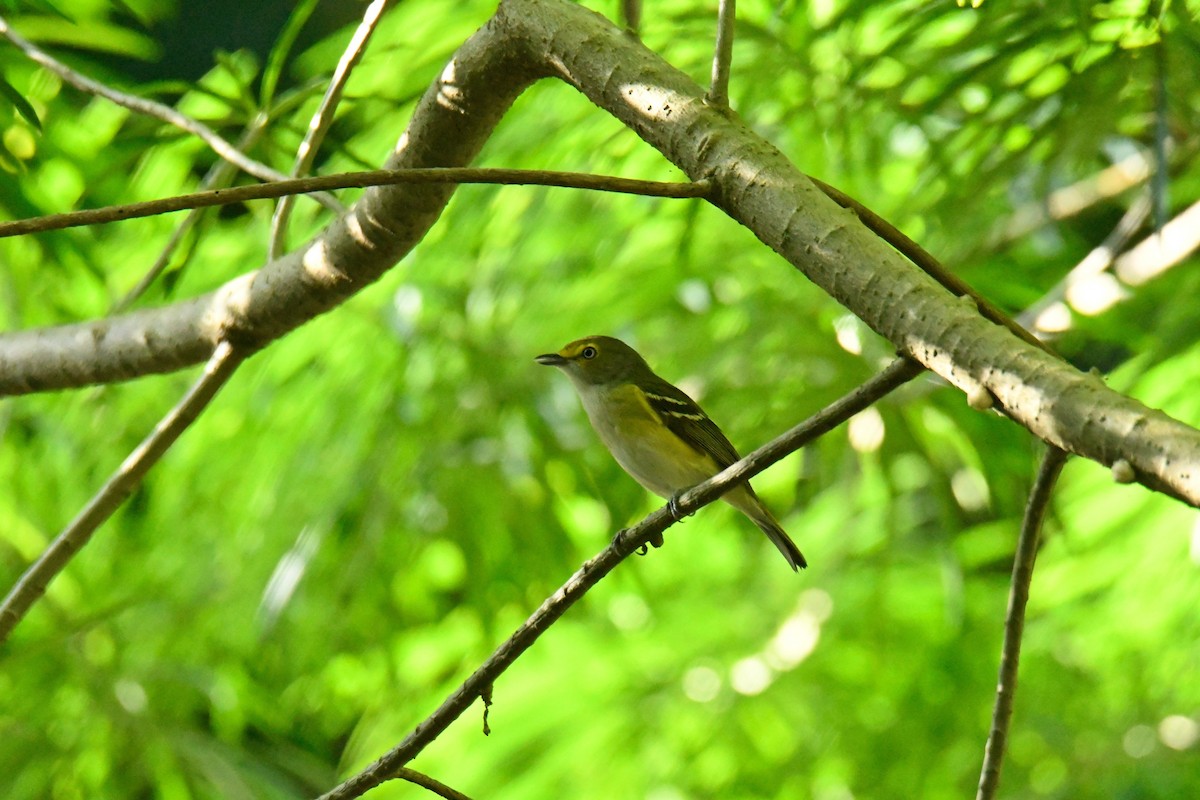 White-eyed Vireo - ML502238211