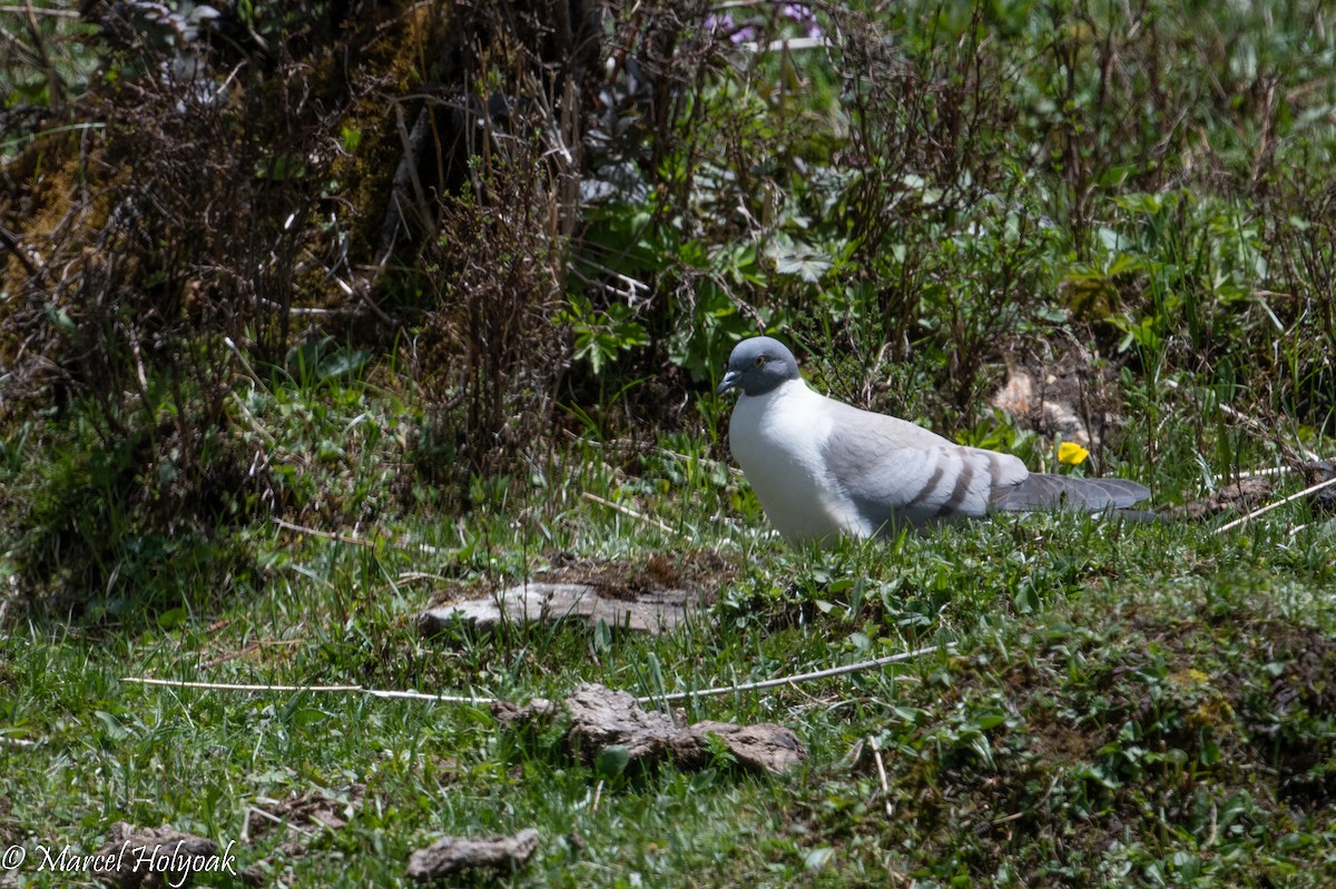 Snow Partridge - ML502238491