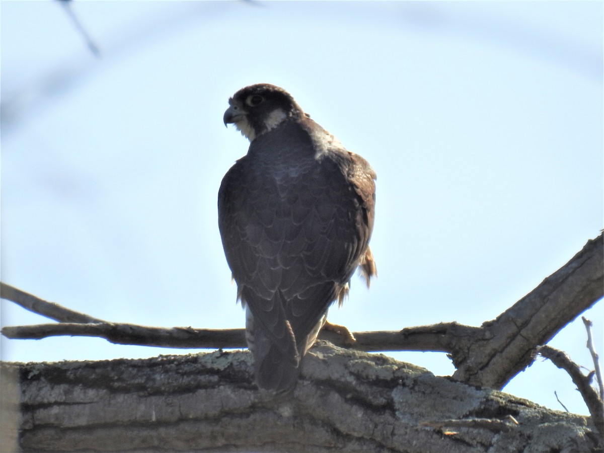 Peregrine Falcon - ML502238851