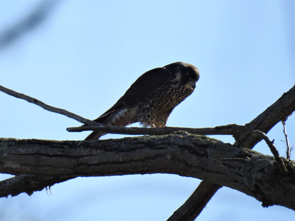 Peregrine Falcon - ML502239021