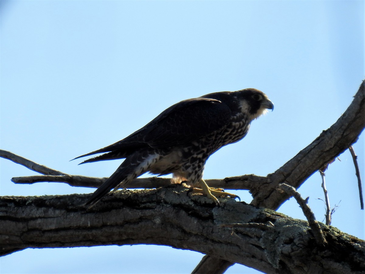 Peregrine Falcon - ML502239121