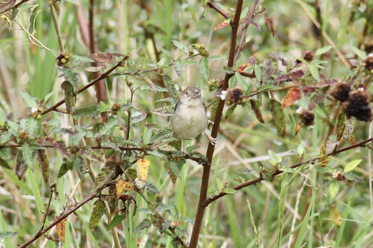 Coastal Cisticola - ML502239131