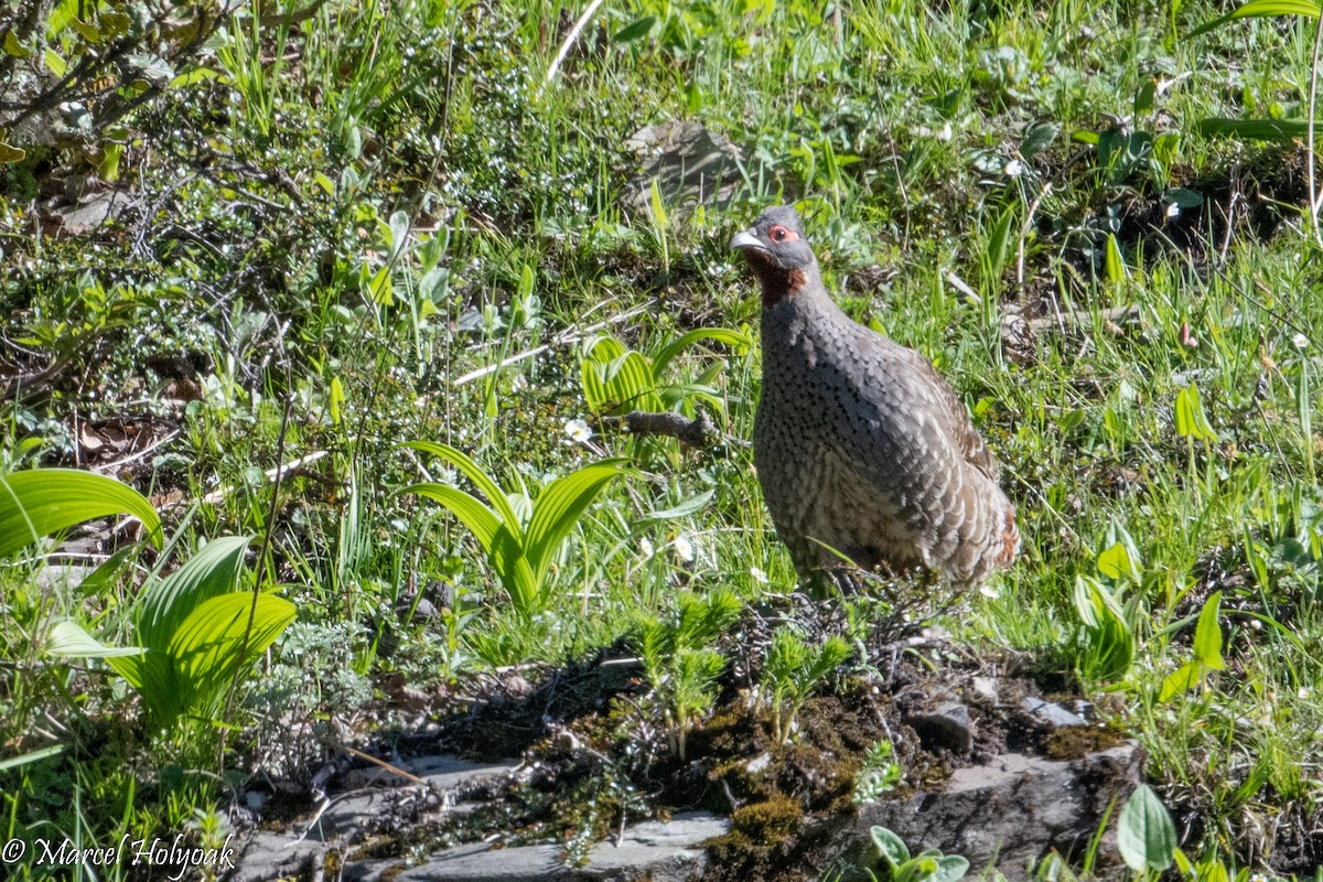 Chestnut-throated Monal-Partridge - Marcel Holyoak