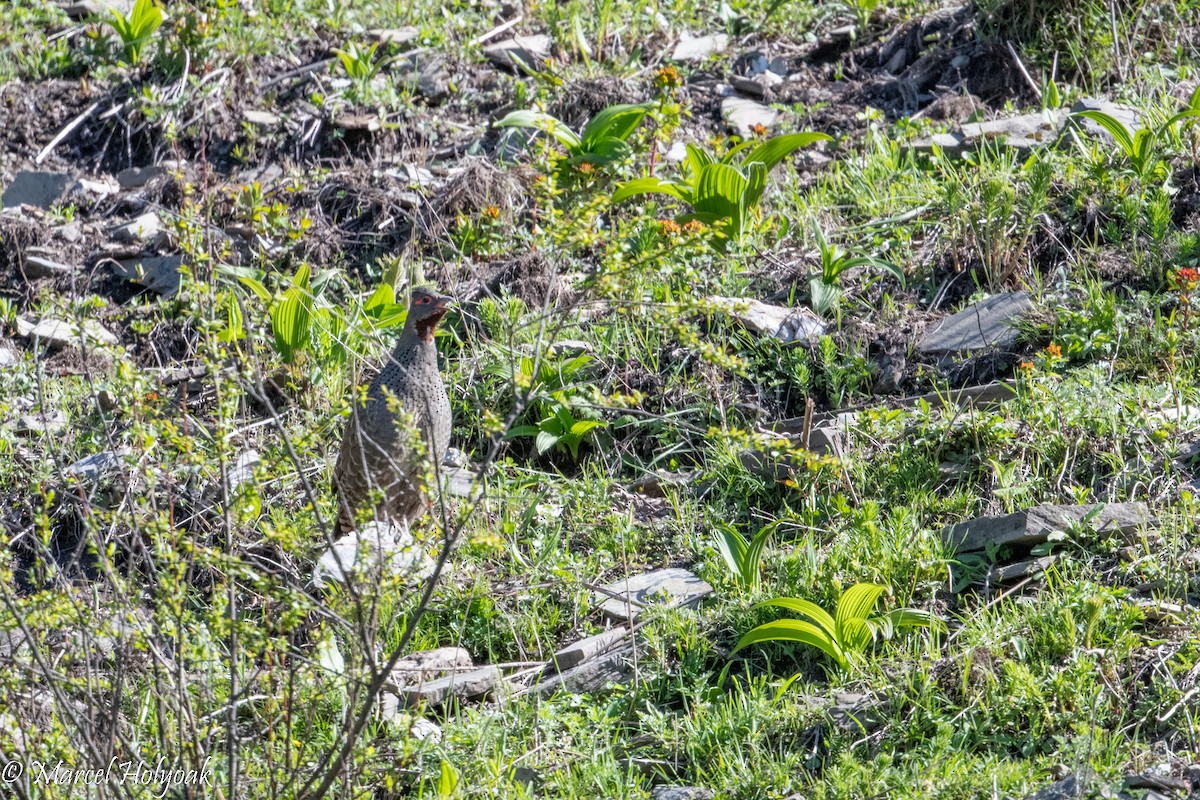 Chestnut-throated Monal-Partridge - ML502240521