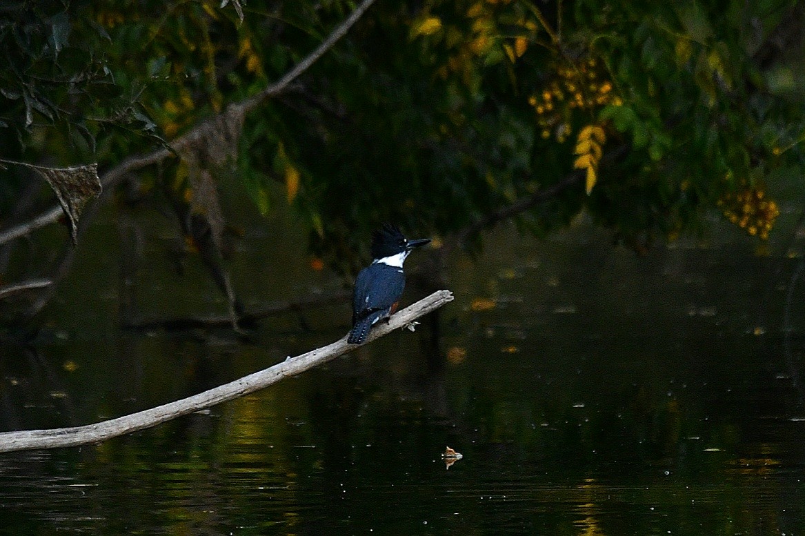 Belted Kingfisher - ML502241221