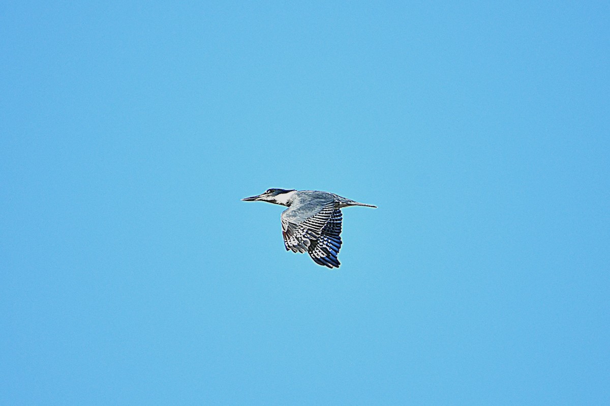 Belted Kingfisher - ML502241311