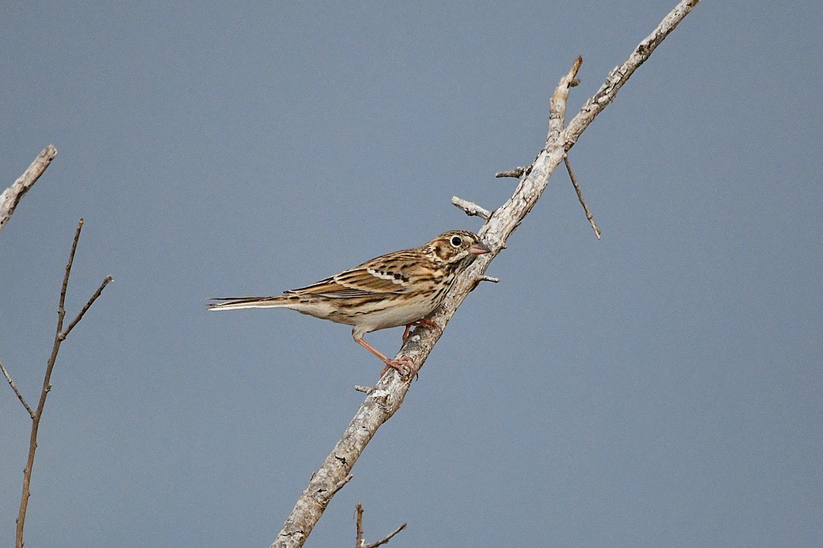 Vesper Sparrow - Ardell Winters