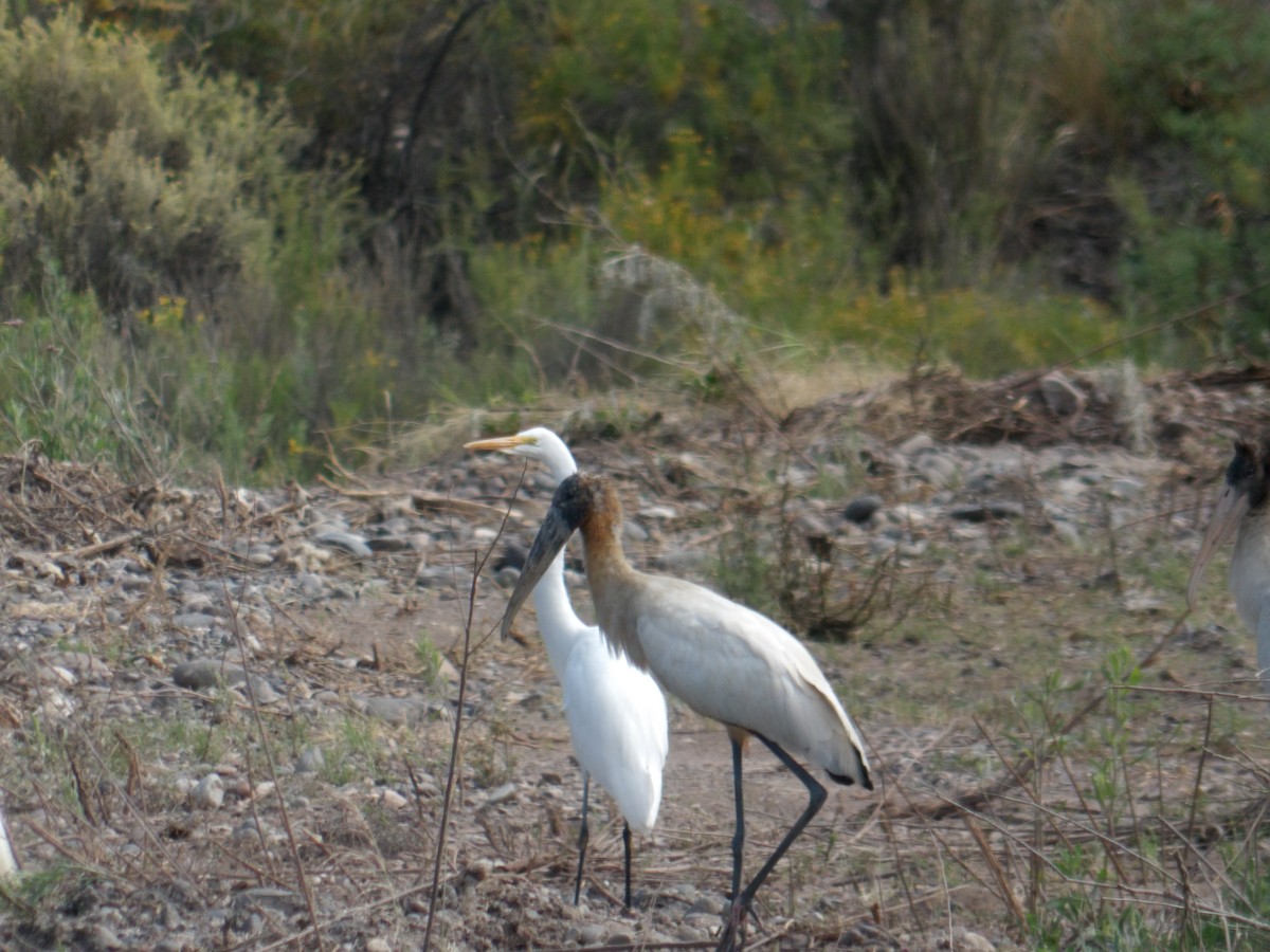 Wood Stork - Miguel Pardo