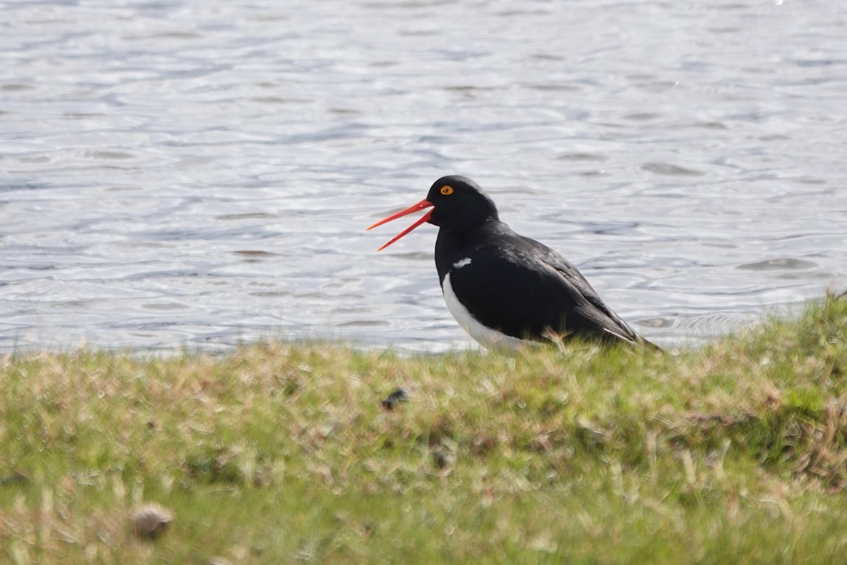 Magellanic Oystercatcher - ML502242411