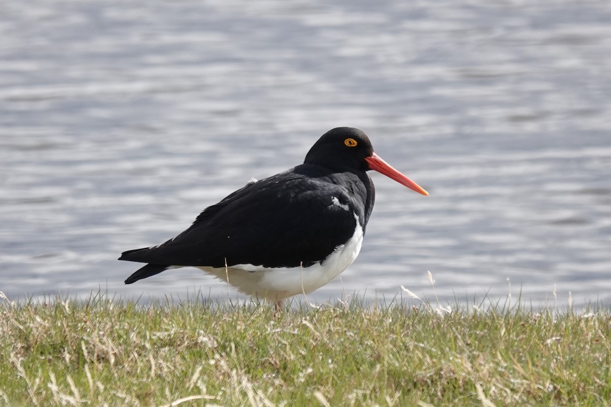 Magellanic Oystercatcher - ML502242421