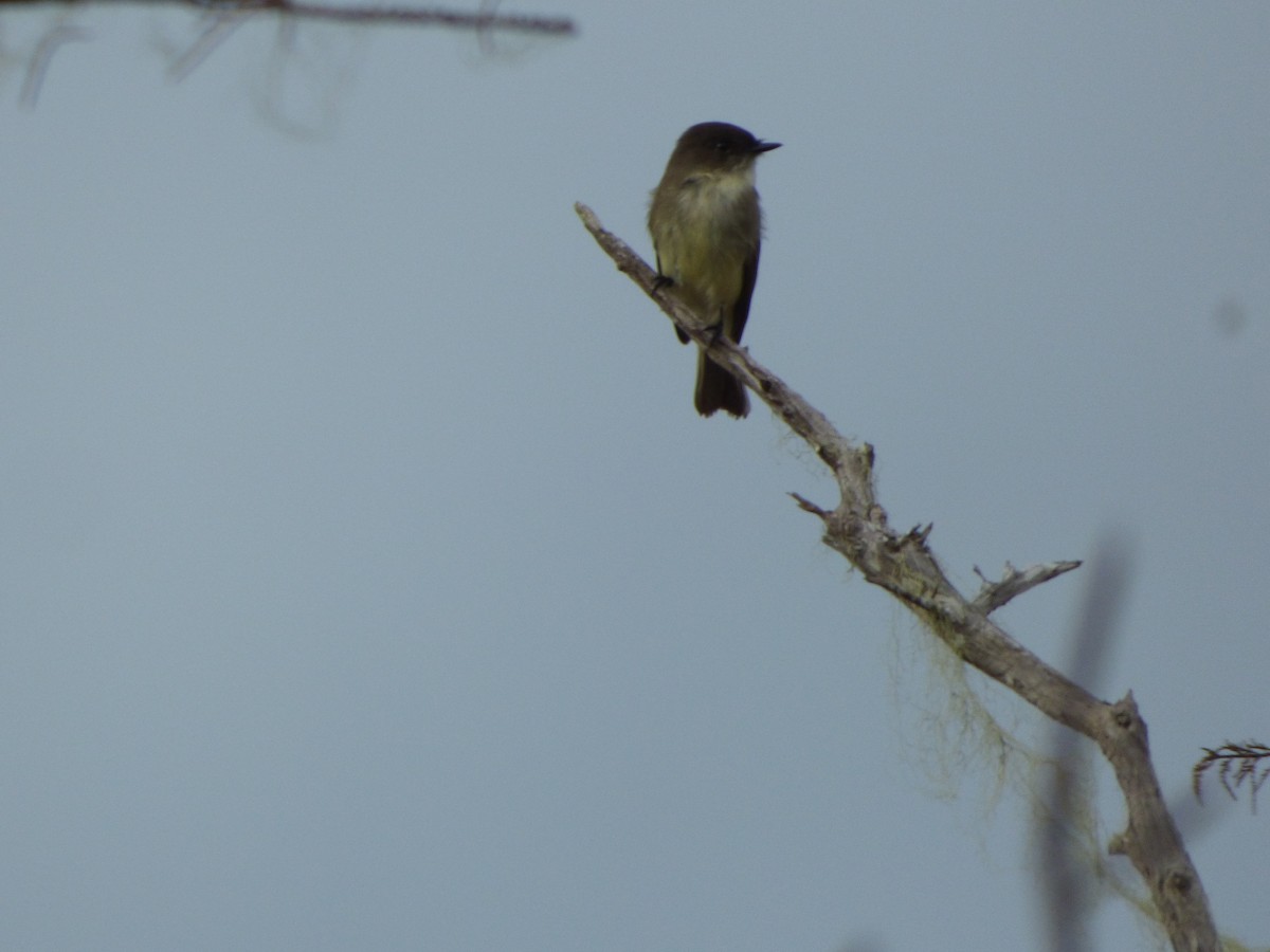 Eastern Phoebe - ML502242701