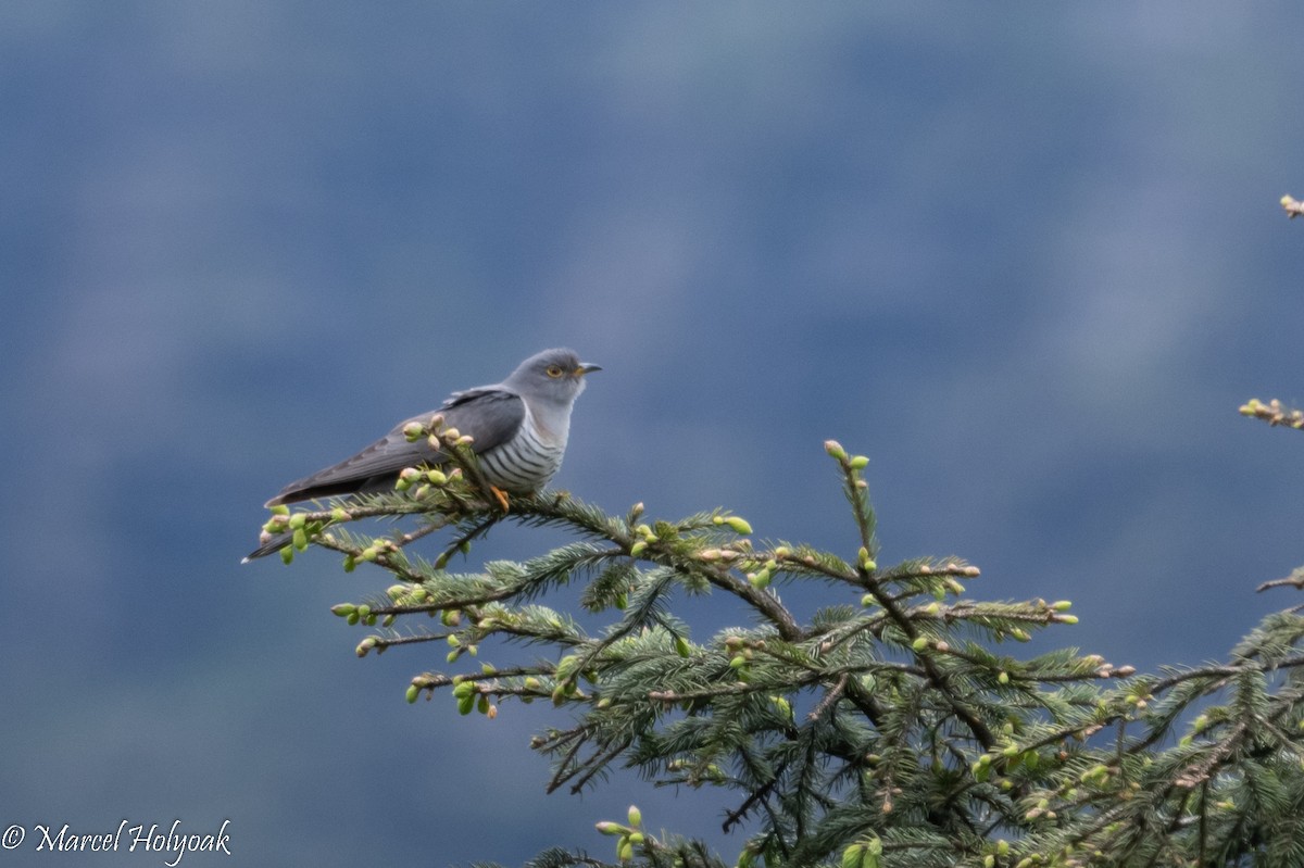 Himalayan Cuckoo - Marcel Holyoak