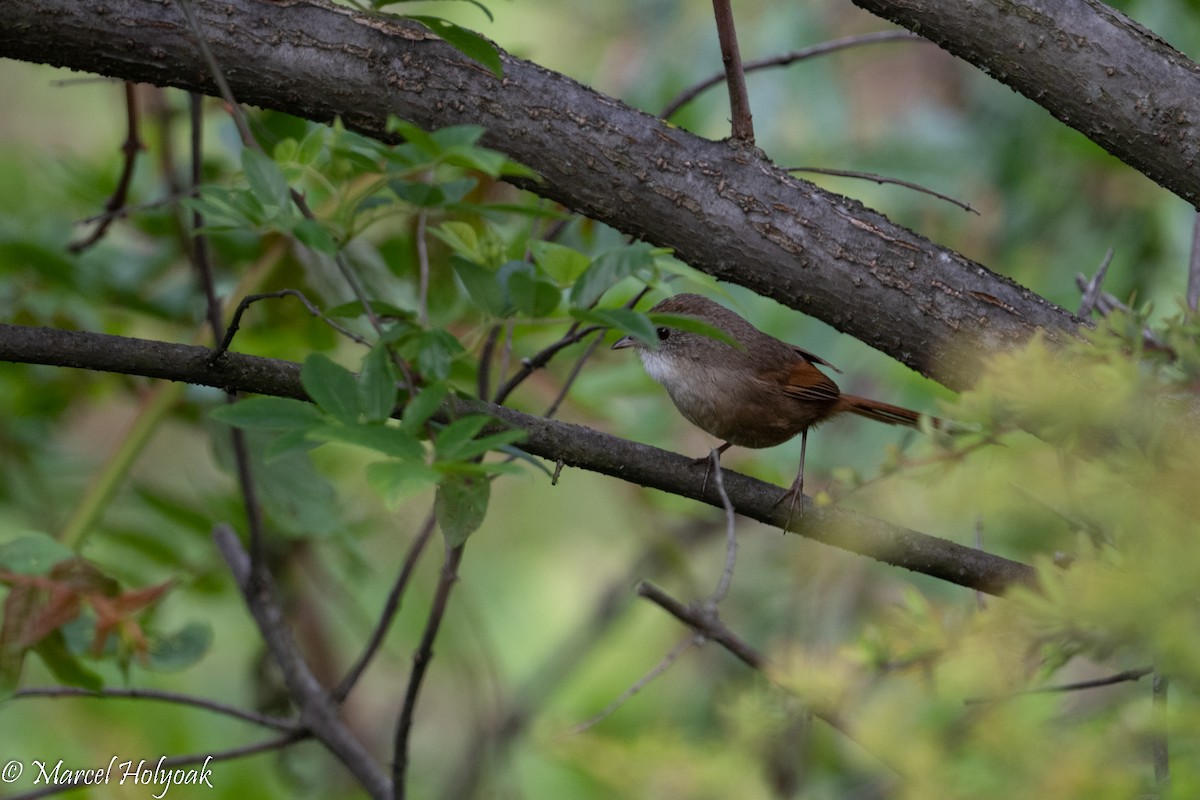 Rufous-tailed Babbler - ML502248441