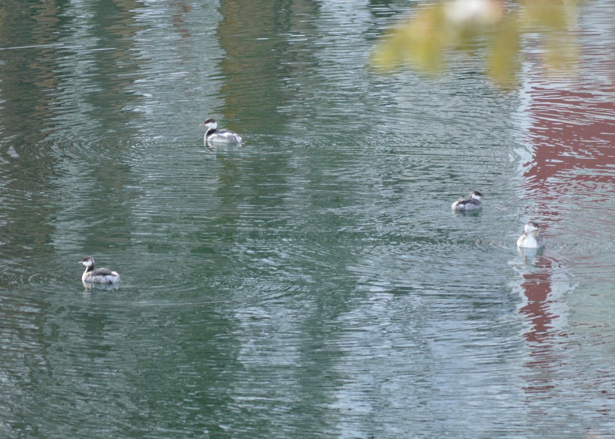 Horned Grebe - Shannon Donaldson