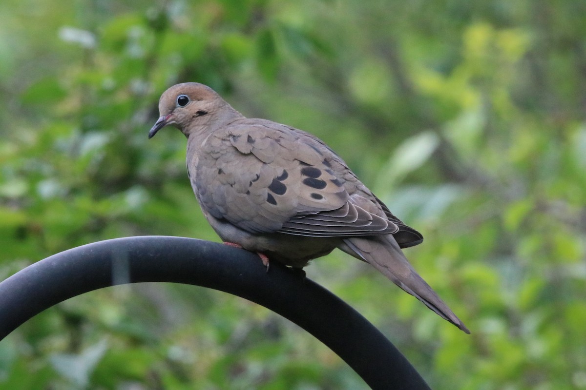 Mourning Dove - ML502249481