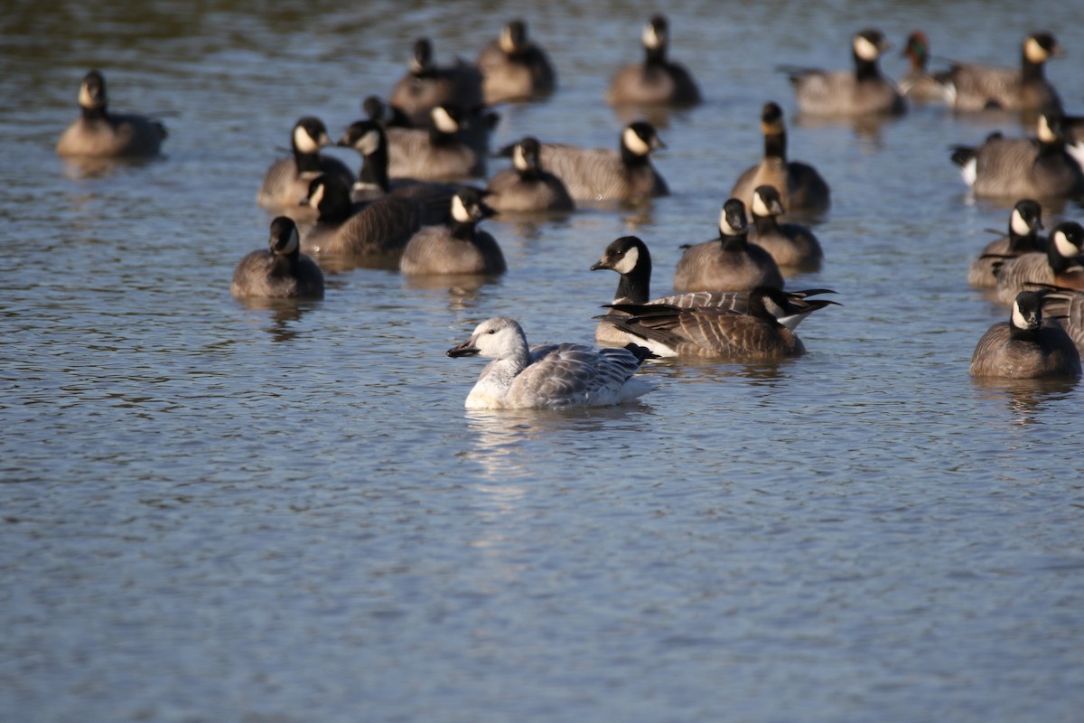 Snow Goose - ML502251201