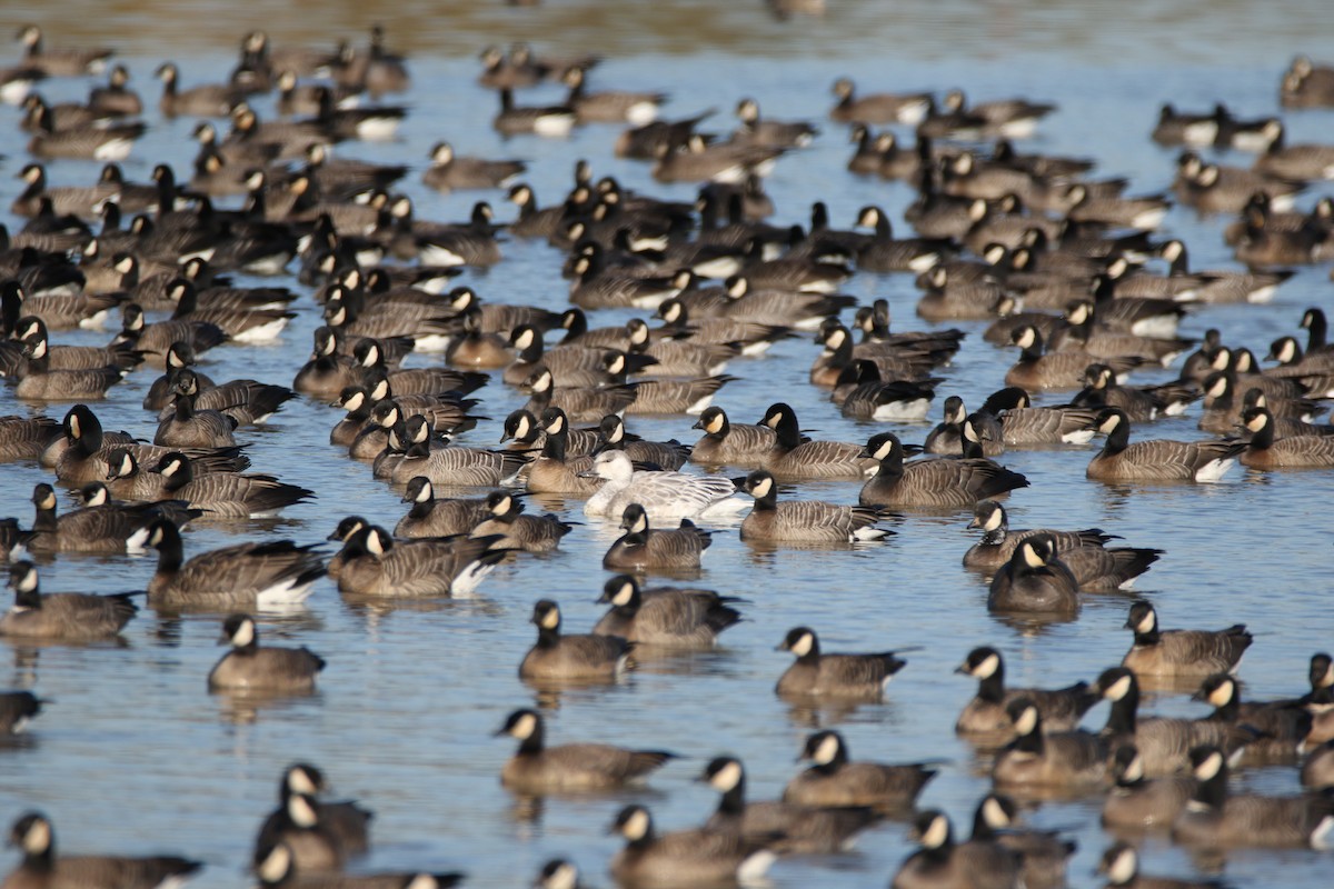 Snow Goose - ML502251211