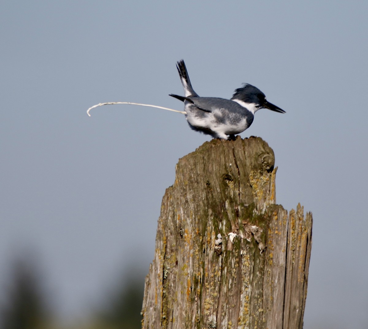Belted Kingfisher - Angie Anderson