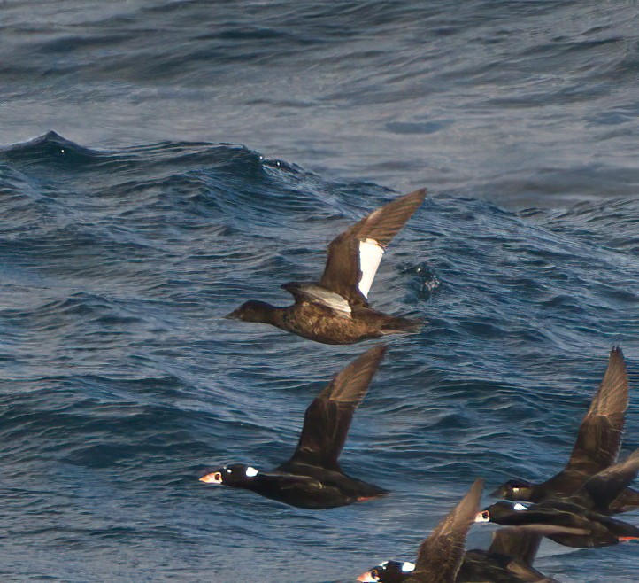 White-winged Scoter - ML502251741