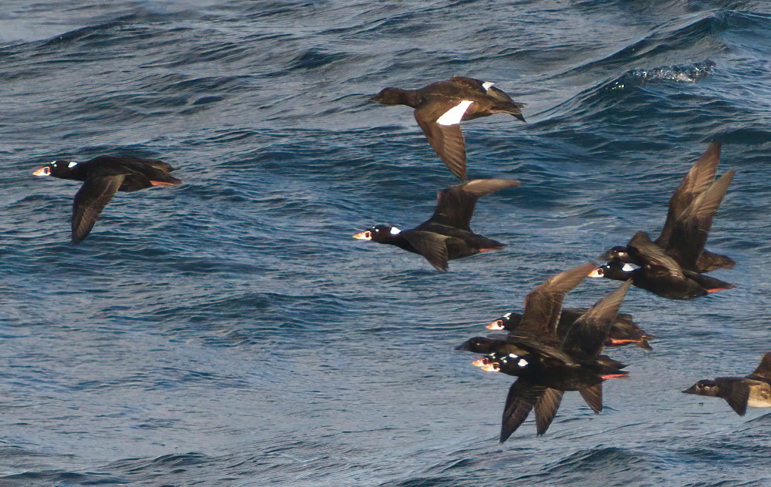 White-winged Scoter - ML502252051