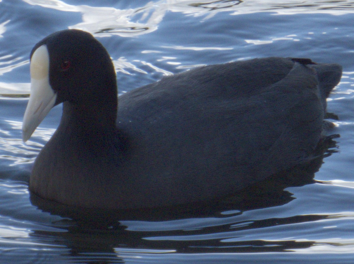 Hawaiian Coot (White-shielded) - ML502252601