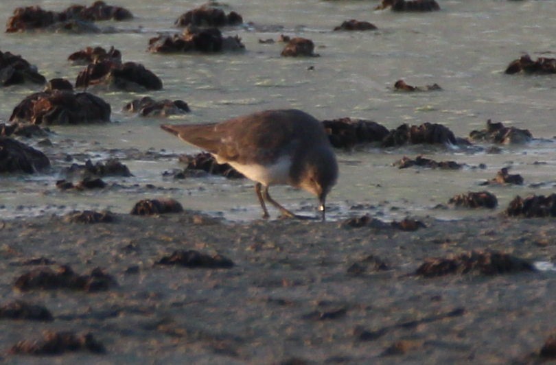 Temminck's Stint - ML50225291