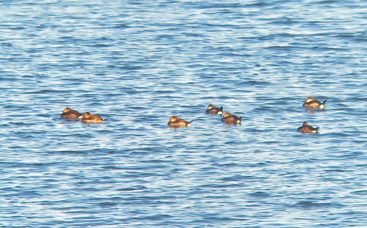 Ruddy Duck - ML502253421