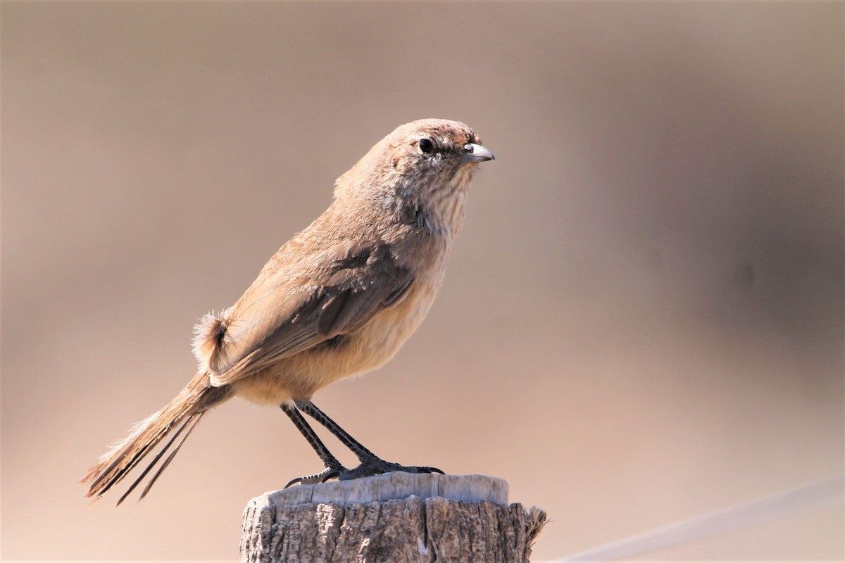 Fahltapaculo - ML502254001