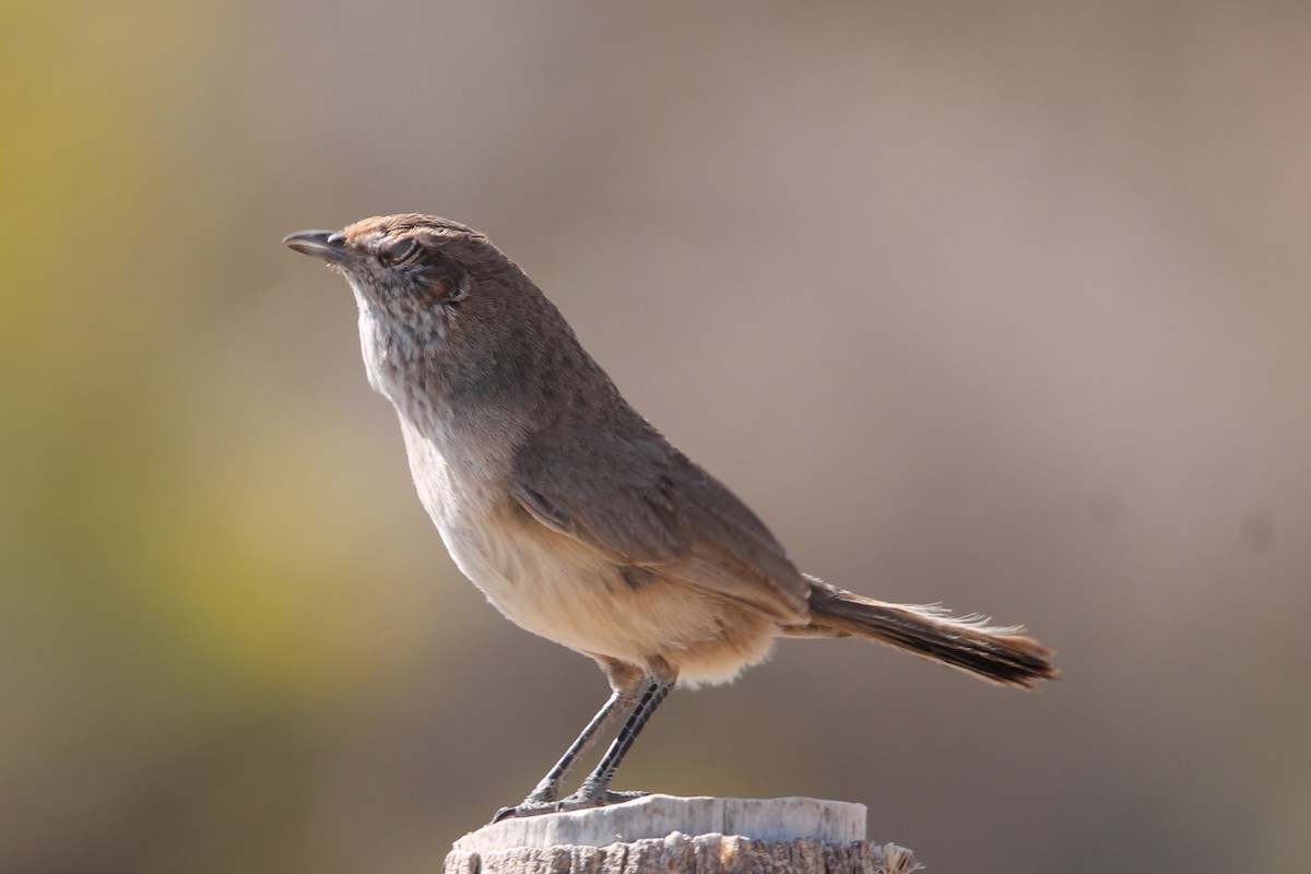 Fahltapaculo - ML502254021