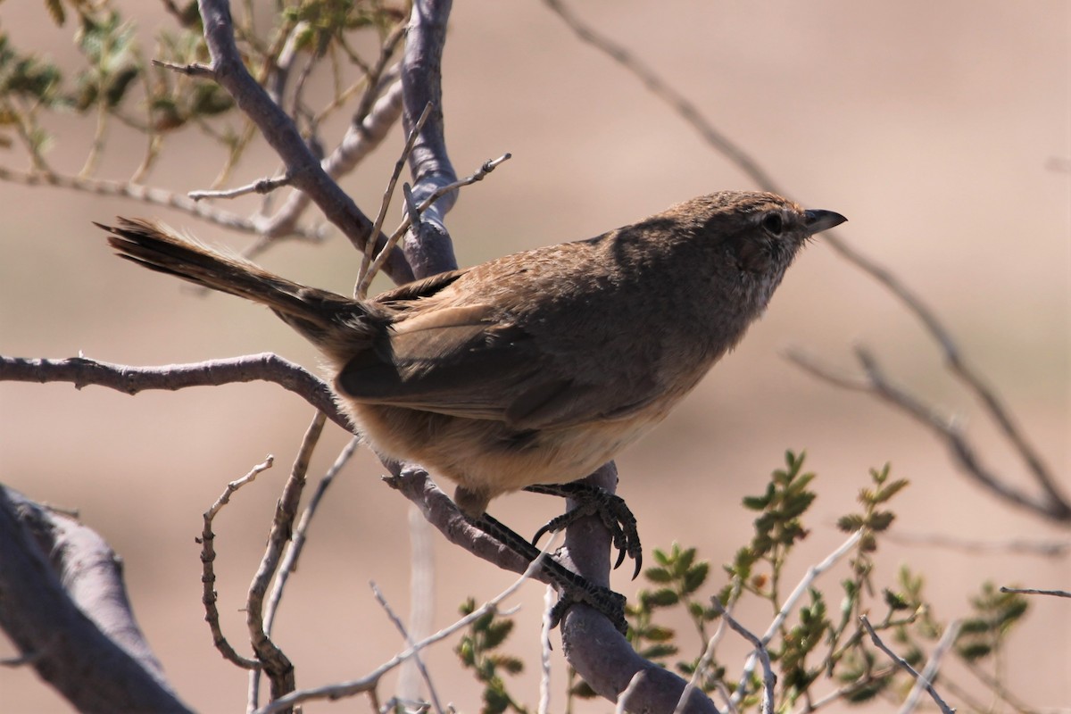 Fahltapaculo - ML502254071