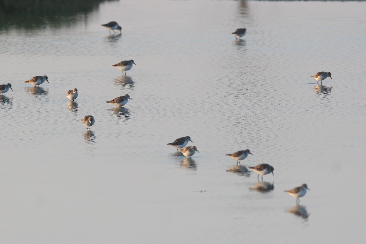 Little Stint - Nalini Aravind