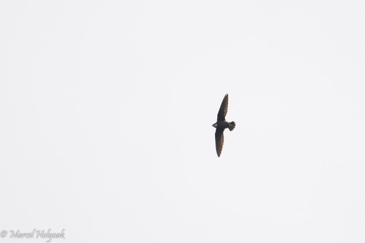 White-throated Needletail - ML502255981