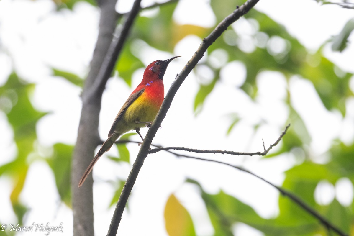 Mrs. Gould's Sunbird - ML502256051