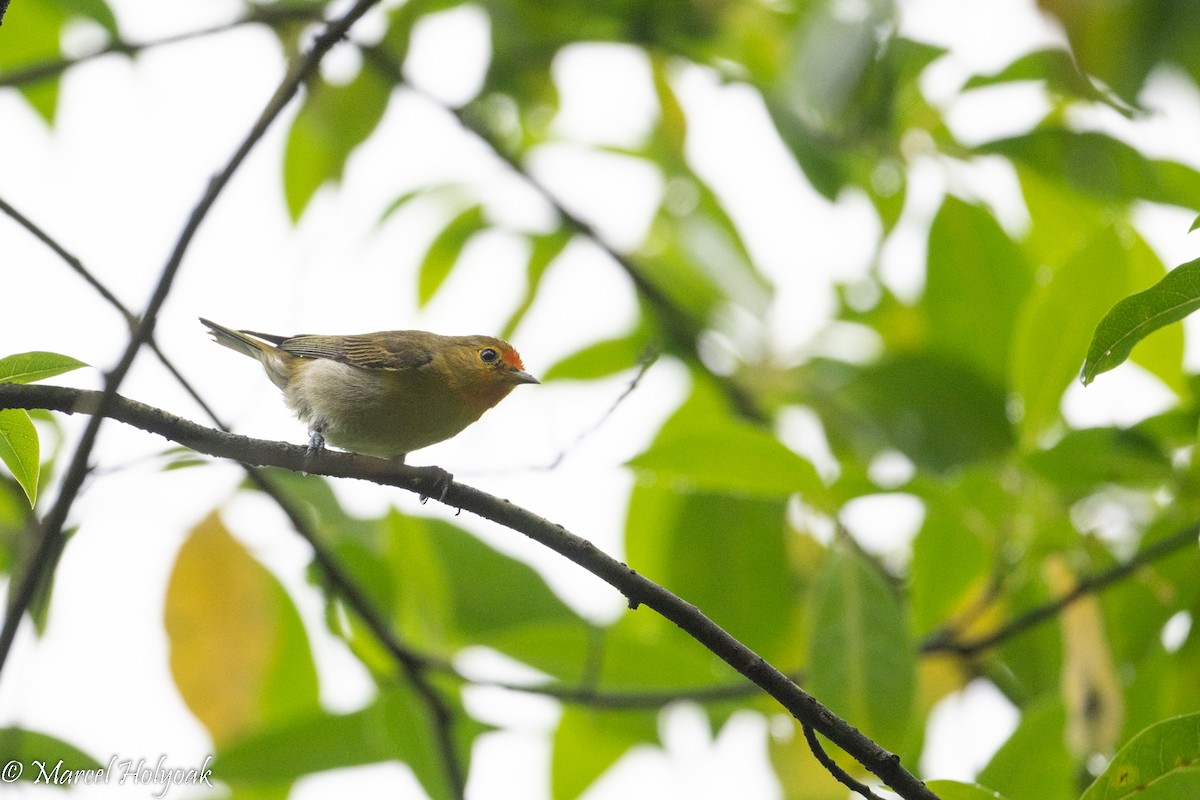 Fire-capped Tit - ML502256071