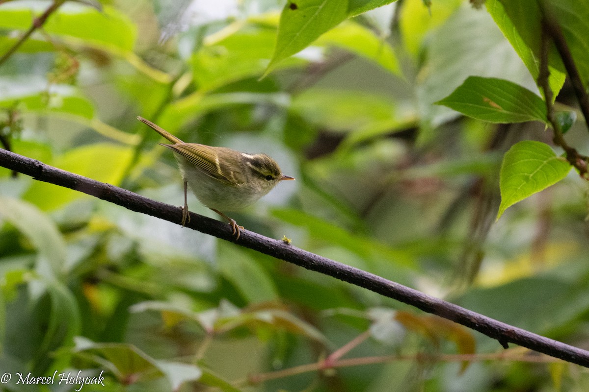 Emei Leaf Warbler - ML502256151