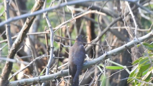 Lesser Cuckoo - ML502256781