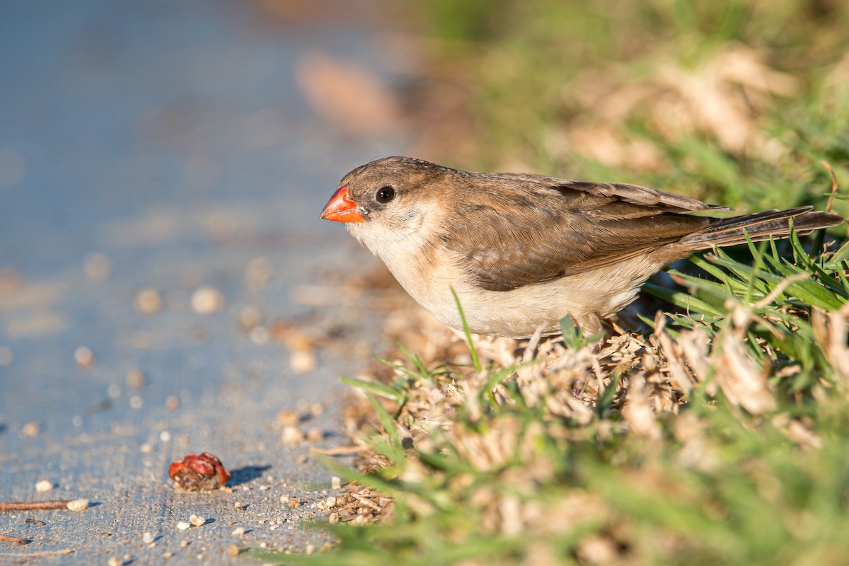 Pin-tailed Whydah - Braxton Landsman