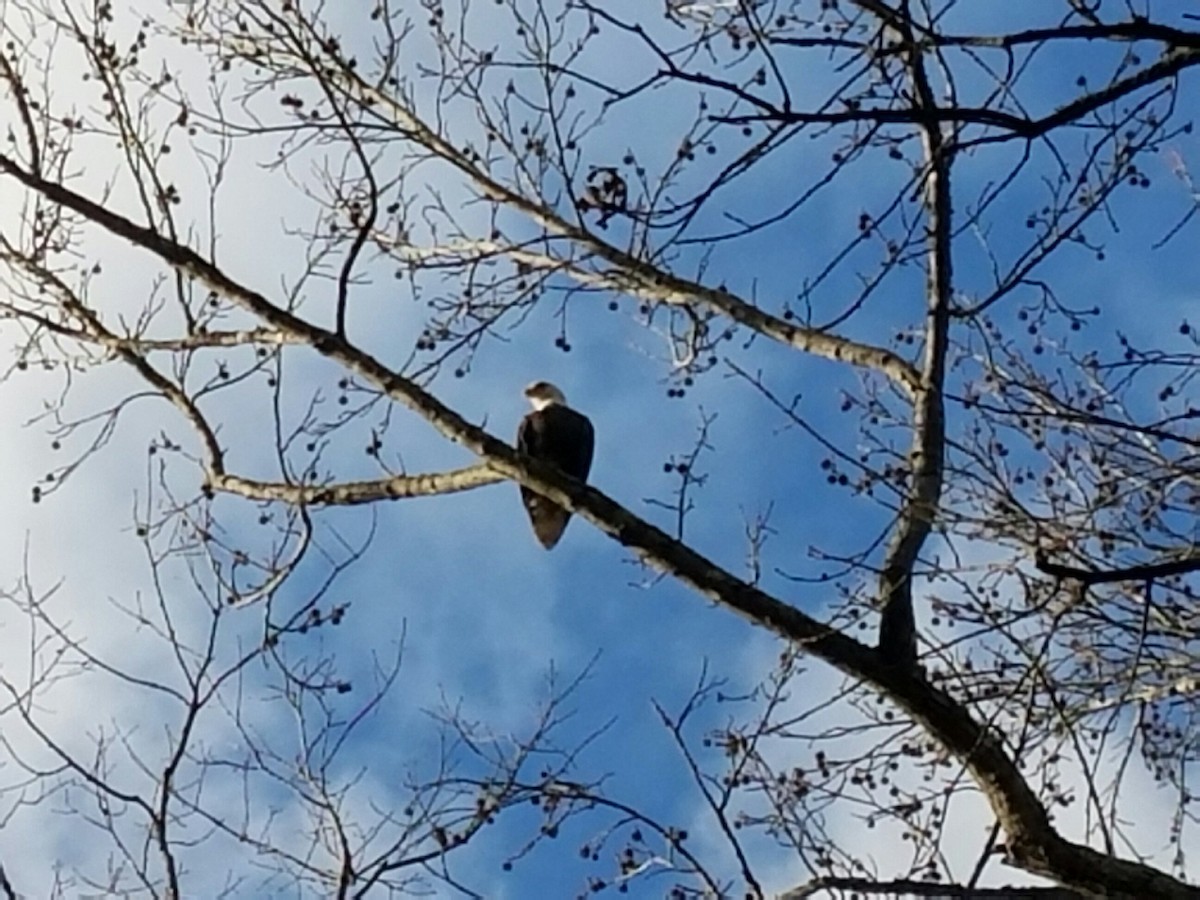 Bald Eagle - ML50225811