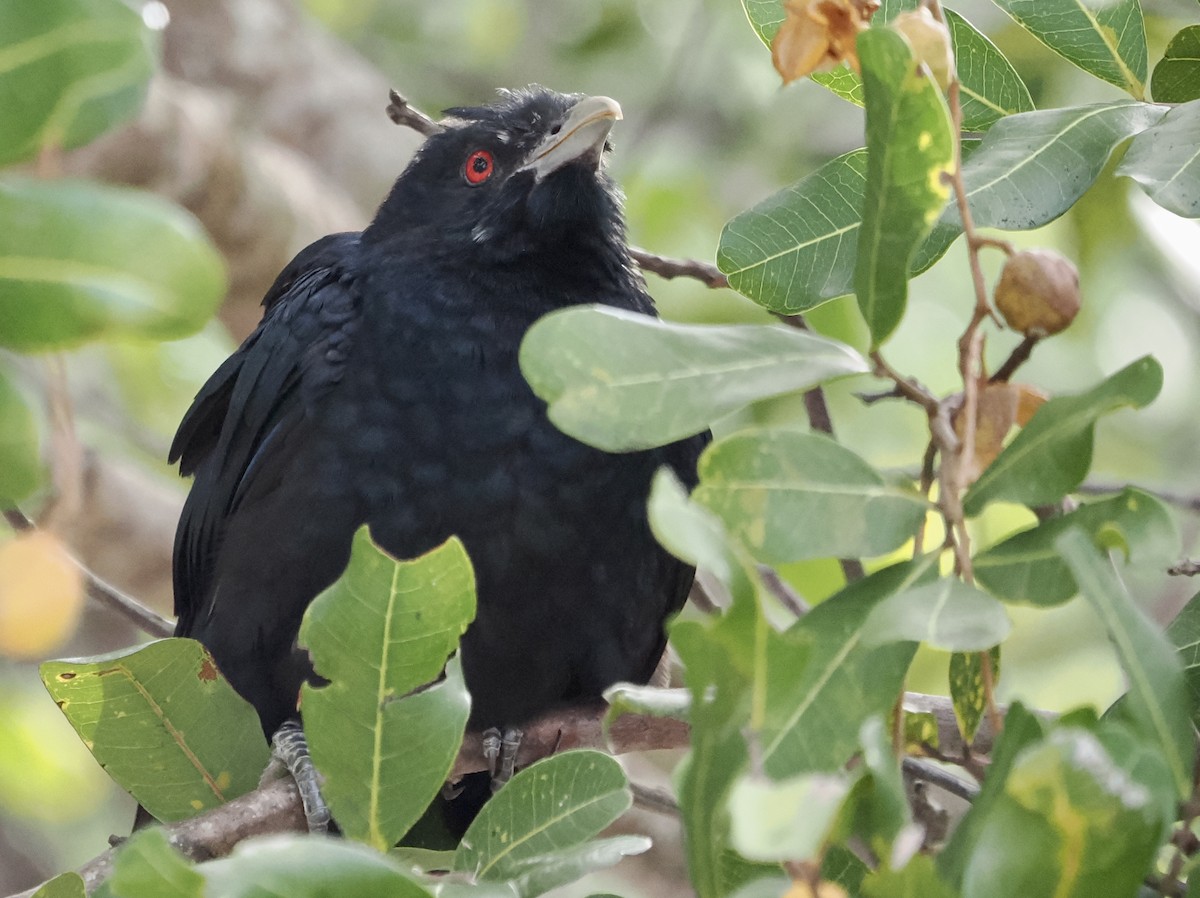 Pacific Koel - Cheryl Cooper