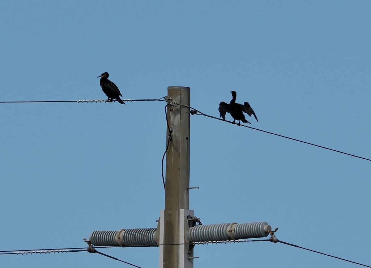 Little Black Cormorant - ML502259441