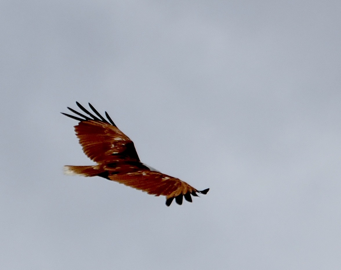 Brahminy Kite - ML502259451