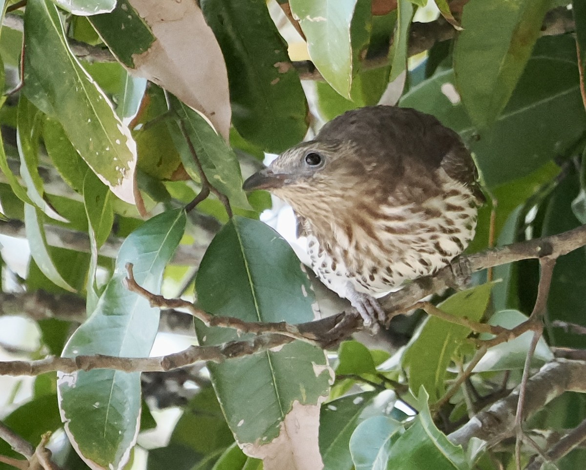 Australasian Figbird - Cheryl Cooper