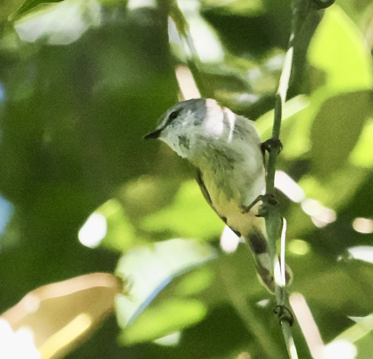 Brown Gerygone - ML502259831