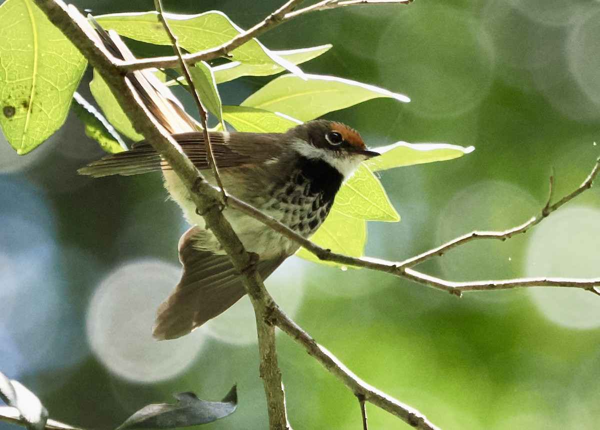 Australian Rufous Fantail - ML502259931